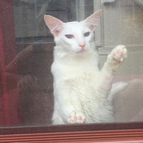 raejin99:pangur-and-grim:Grim’s harness training is going well! after pawing at the screen door for 