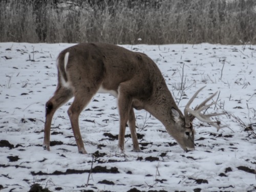 Illinois In Early January