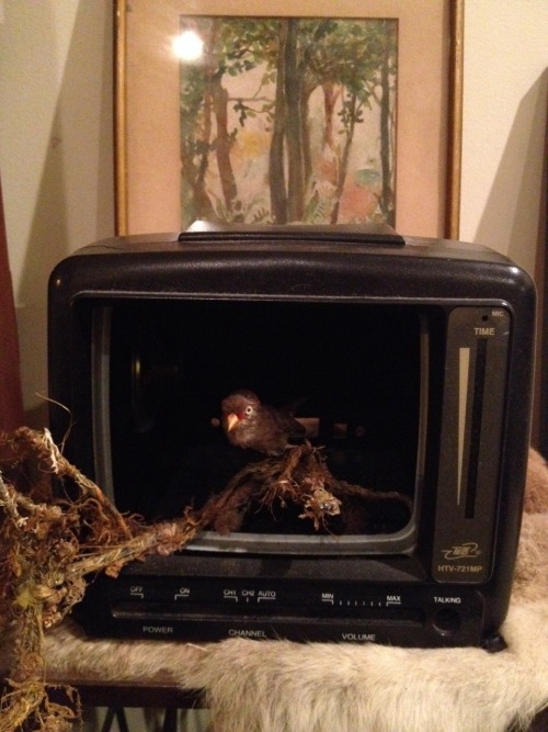adelphe: The taxidermy finch that I bought arrived so now I can start constructing my television for