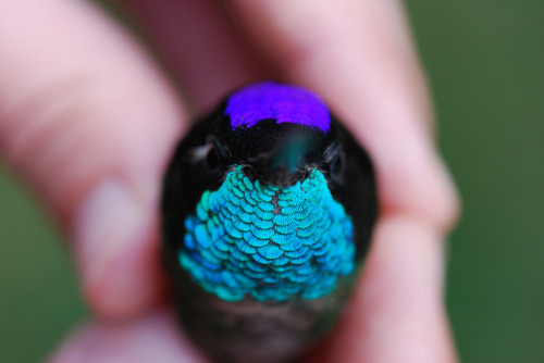 fairy-wren:  Magnificent Hummingbird (photos by sam bobbing) 