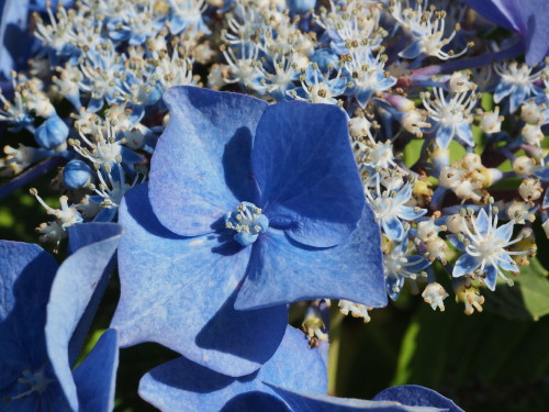 北海道はまだ紫陽花が咲いているのです。(2021/08/01)