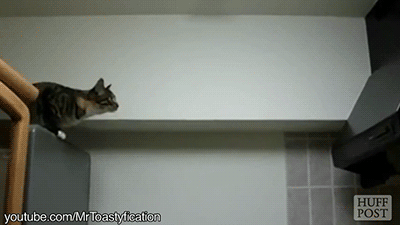 gifsboom:  Video: Cat Jumping Fails