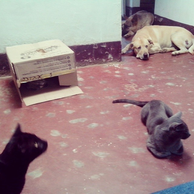 Algo normal en mí casa. Dos #perros, dos #gatos y una #gata.