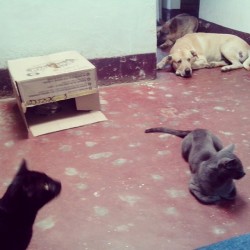 Algo Normal En Mí Casa. Dos #Perros, Dos #Gatos Y Una #Gata.