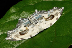 sinobug:  Drepanid Moth (Auzata cf. chinensis,