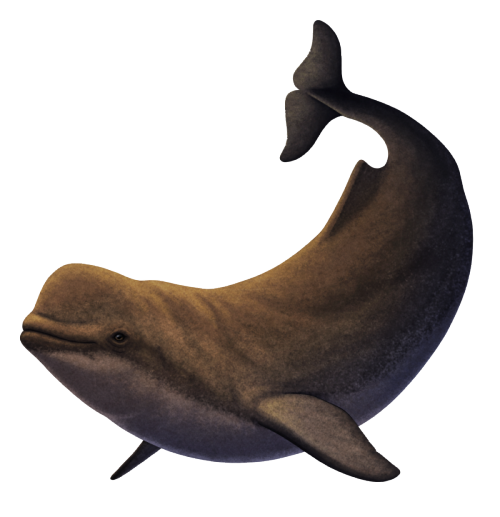 Modern beluga whales and narwhals are the only living representatives of the monodontid lineage, fou