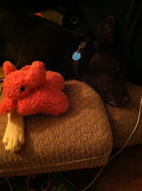 Also apparently my dog Nixie has a red elephant snuggly which is the best thing ever.