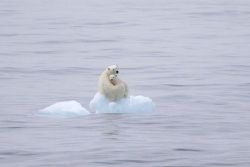 deepgreenresistance:If this doesn’t shake your bones, it’s time to wake up to the living nightmare of industrially accelerated global warming. The Arctic ice has become a lake - displacing and disappearing countless polar bears, who depend on the