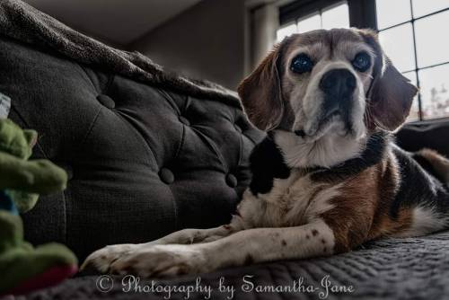 Fine Art Portrait Of The Captivating Capri The Beagle