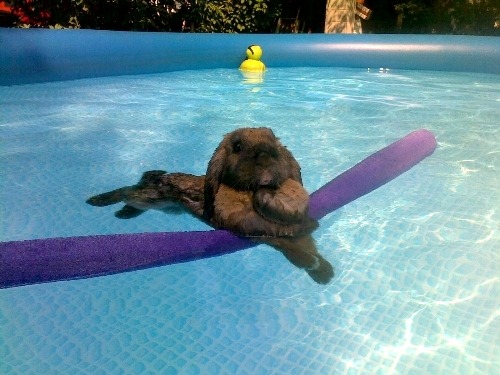 Cadbury the Bunny cools off on his water noodle (via Kathy Hartman Berk Pets)