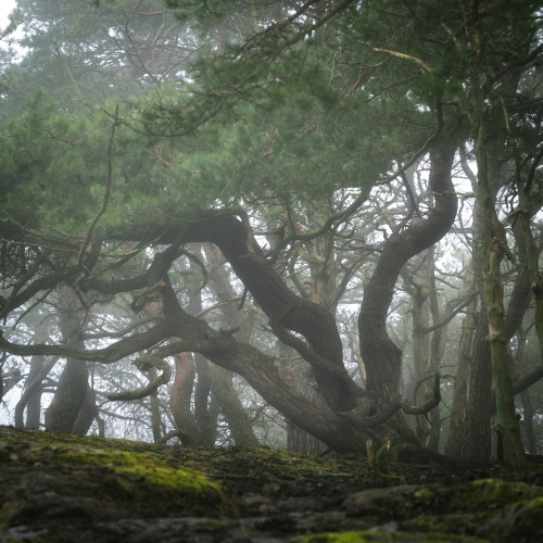 contentsmaydiffer:misty moody woodlands