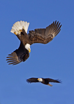 llbwwb:  Two Bald Eagles - One Diving &amp; One Soaring (by AlaskaFreezeFrame)