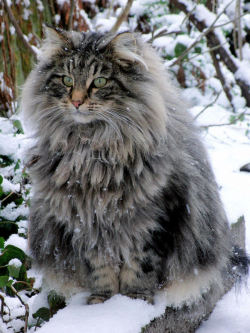 cute-overload:  Norwegian Forest Cathttp://cute-overload.tumblr.com