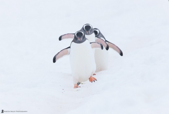 asylum-art:  Amasing Photos Capture the Beauty of Antarcticaâ€™s Icebergs by