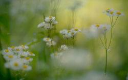 euph0r14:  nature | wild flowers | by miyakokomura