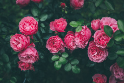 floralls:    Untitled | Flickr  