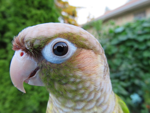 yoshilicksthings:  Yoshi being photogenic