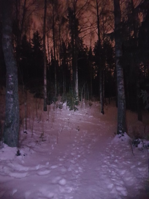 Forest path on a winter evening