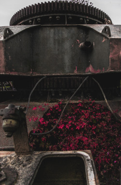 sovietgoner:&lsquo;Rouge&rsquo;Crimson bouquet growing on red rust. (Ex-soviet industrial site)