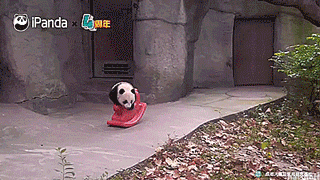 tastefullyoffensive:  Why pandas are endangered. [full video]