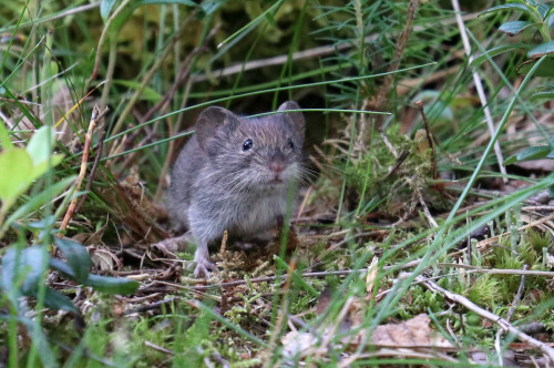 michaelnordeman:Bank vole/skogssork.