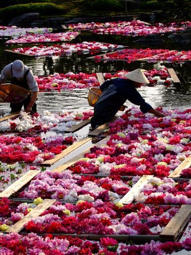 bojrk:Japan: Flower rafts in a Japanese garden, Matsue, Shimane.