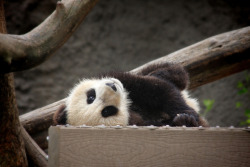 Giantpandaphotos:  Xiao Liwu At The San Diego Zoo, California, On March 5, 2013.