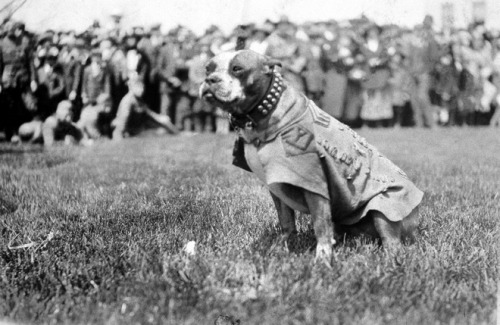 gunrunnerhell: Sgt. Stubby A Boston Terrier who officially earned the rank of Sergeant while serving