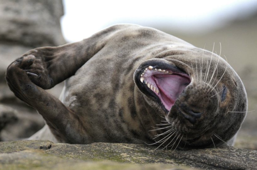 nubbsgalore:ROTFL seals. photos by (click pic) saqopakajmer, hinrich basemann, robert harding, david remney, veronica craft, anthony marston, kasia nowak and andrew yu  (what did the injured seal say to the polar bear? “do not consume if seal