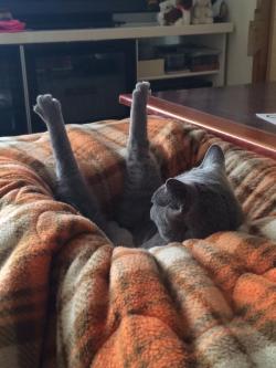 highlandvalley:“リビングに行ったら猫が謎姿勢でくつろいでた http://t.co/CO6PciNm2l”