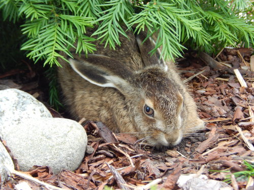 Lepus europaeus, rusakko