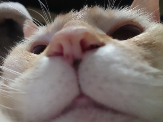 straycatj:  じゃあ、皆さんおやすみ……So, good night everyone… 