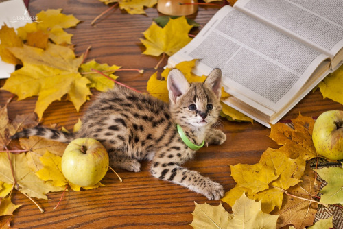 cuteness-daily: ironychan: strawberrieninja: newvagabond: asnhugausjkfd what are baby servals doing 