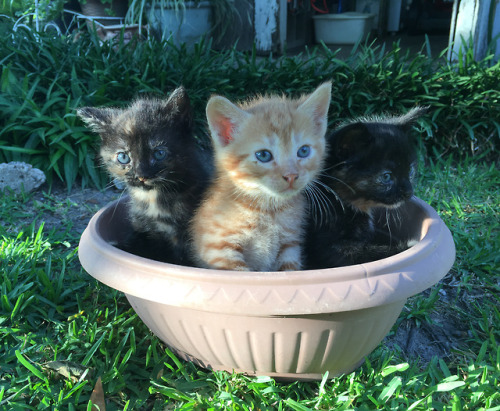 a-good-cat-named-charlotte: My neighbor’s cat had these 3 adorable buttons who graciously sat 