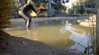 sdzoo:  No lassos in this flamingo roundup. Watch on YouTube. 