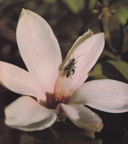 plant-scans:Thick-legged flower beetle on