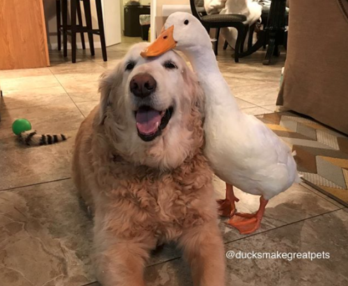 d20-darling:catsbeaversandducks:Rudy The Duck And Barclay The DogPhotos by DucksMakeGreatPets@rose-t
