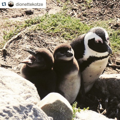 #Repost @dionettekotze with @repostapp. ・・・ #Southerncapetour #Tafelbergschool #penguins #ペンギン #peng