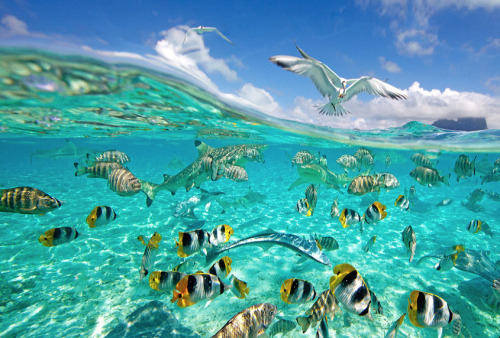 attente-tourmente:  emptythetanks:  nubbsgalore:  photos by chris mclennan in french polynesia, where water visibility can stretch for almost two hundred feet (see also: previous fish posts and shark posts)  Yes please   Ugh I need to go here