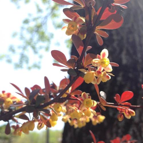 #barberry #Berberis #Berberidaceae #montpelier #vermont #VT (at Montpelier, Vermont)