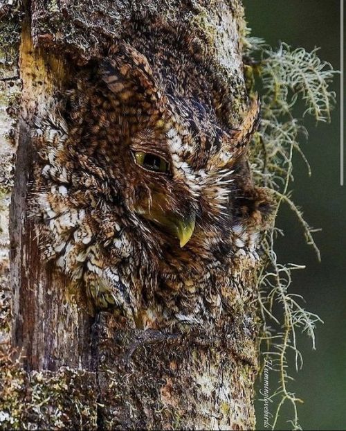 A camouflaged Screech Owl