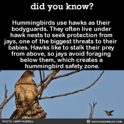 did-you-kno:  Hummingbirds use hawks as their