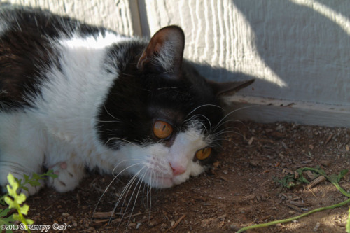 tardthegrumpycat:  The Daily Grump | March 19, 2013