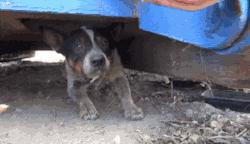 juicyj-caint:  unamusedsloth:  Abandoned dog that lived under a dumpster for 11 months is rescued and adopted [x]   😭😭😭😭😭😭😭