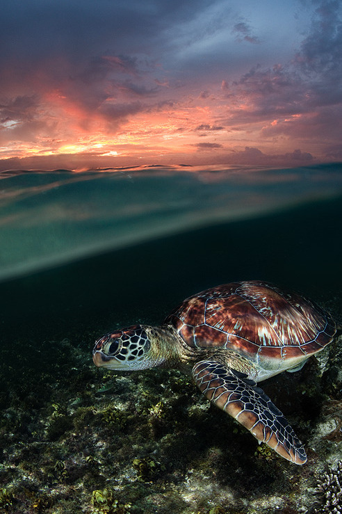 Sex l0stship:  Sunset swim by Andrey Narchuk pictures