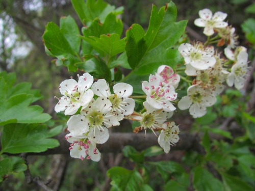 Blossoms of the common hawthorn. From a long-neglected hawthorn tree outside Nazareth.