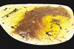 sixpenceee:  sixpenceeeblog: Feathered dinosaur tail captured in amber found in Myanmar The tail of a 99-million-year-old dinosaur, including bones, soft tissue, and even feathers, has been found preserved in amber, according to a report published today