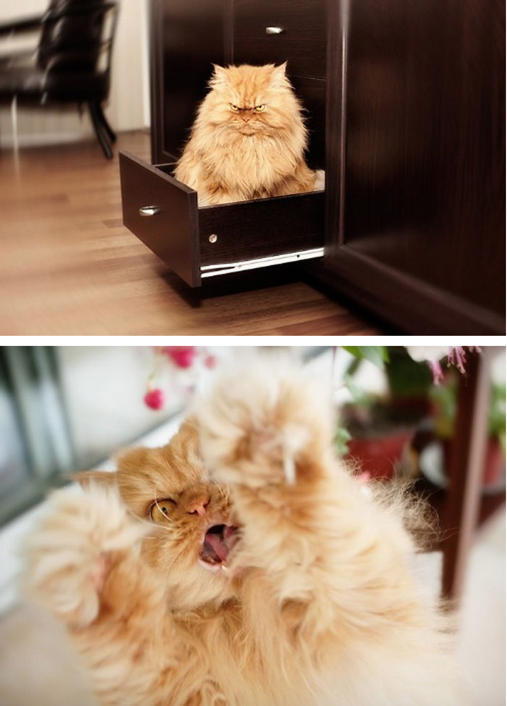 tastefullyoffensive:  Meet Garfi, the World’s Angriest Cat  |  Photos by Hulya