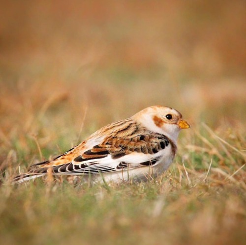 Snow Bunting #snowbunting #capecod #birds #birding #birdphotography #feather_perfection #chasing_fea