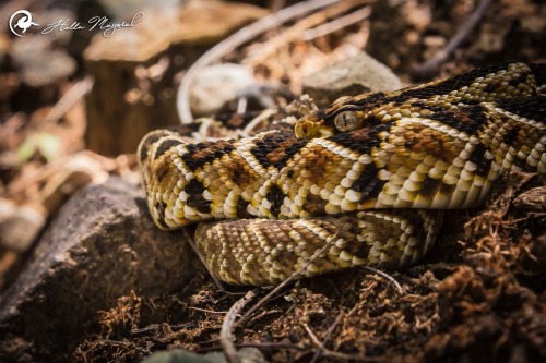 Crotalus ehecatl, until recently described as C. simus. The species is named after the Aztec god of 